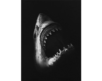 Robert Longo