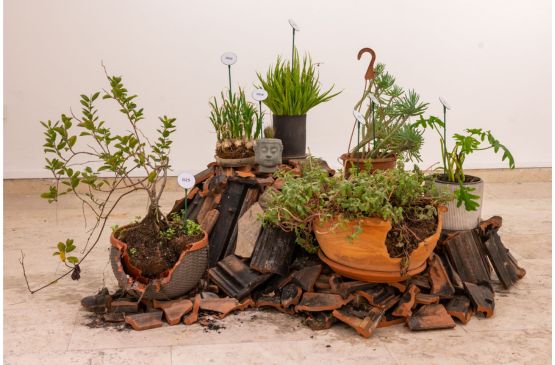 Be’eri Plant Bed